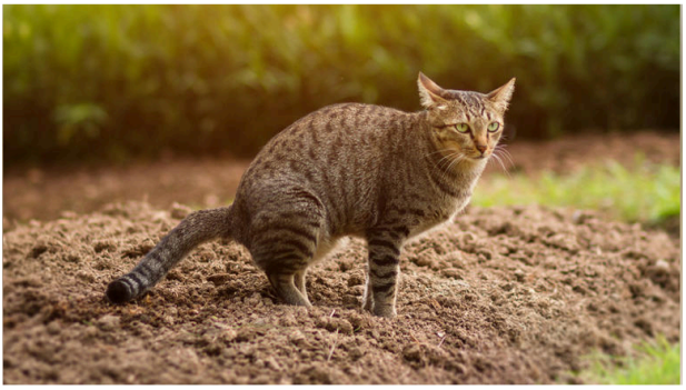 Cat in field